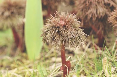 Close-up of wilted plant on field