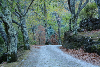 Dirt road amidst trees in forest