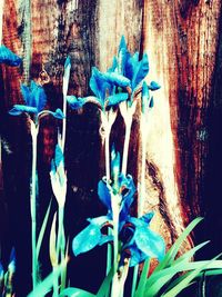 Close-up of blue flower on tree trunk