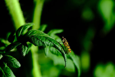 Close-up of insect on leaf