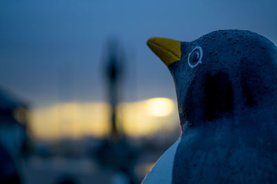 Close-up portrait of a bird against blurred background