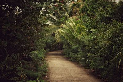 Trees amidst plants