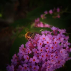 Close-up of honey bee on flowers