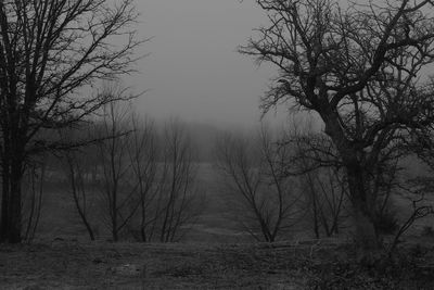 Bare trees in foggy weather