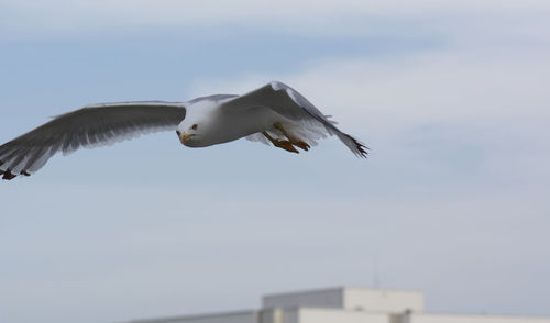 Low angle view of seagull flying against the sky