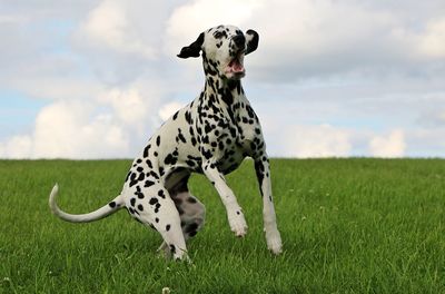 Dog on field against sky