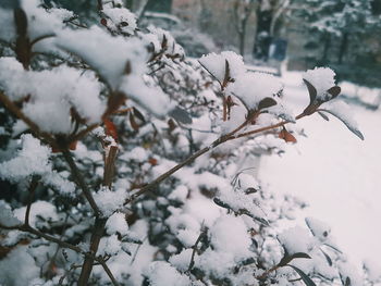 Close-up of frozen tree