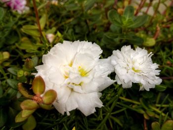 Close-up of white flowers blooming outdoors