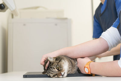 Midsection of cat on table at home