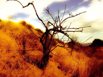 Bare trees on field at sunset