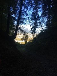 Trees in forest during sunset