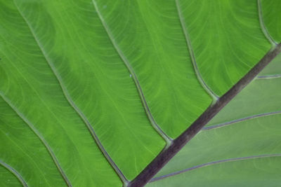Full frame shot of green leaves