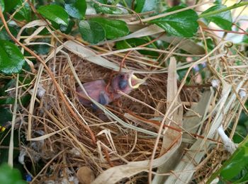 High angle view of bird perching on nest