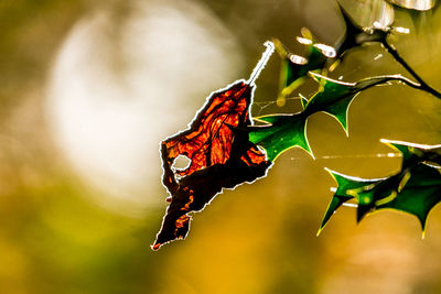 Close-up of red butterfly