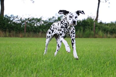 Dog playing on field