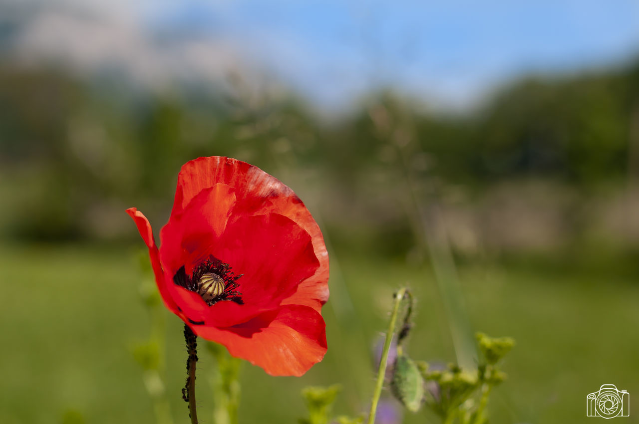 flower, plant, flowering plant, vulnerability, fragility, beauty in nature, petal, freshness, growth, inflorescence, red, flower head, close-up, poppy, focus on foreground, nature, field, day, botany, no people, outdoors, pollination