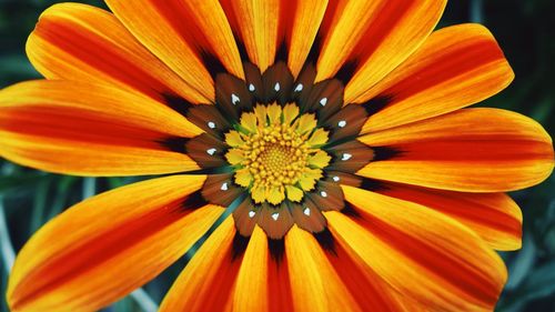 Close-up of orange daisy blooming at park