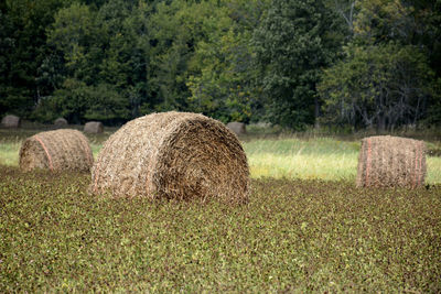 Hay bales on field