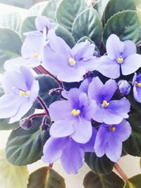 Close-up of purple flowering plant