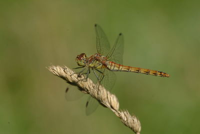 Close-up of dragonfly on twig