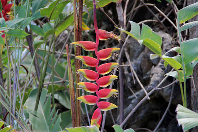 Close-up of plants against trees