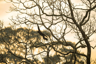 Low angle view of bare tree against sky