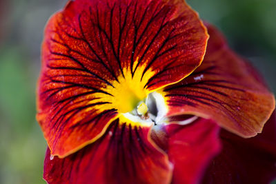 Close-up of red flower