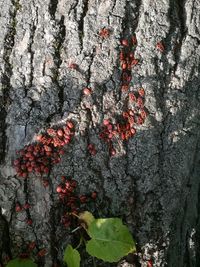 Close-up of tree