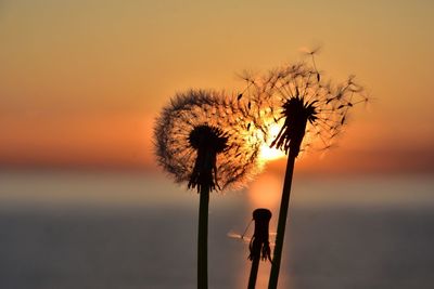 Close-up of dandelion against sky during sunset