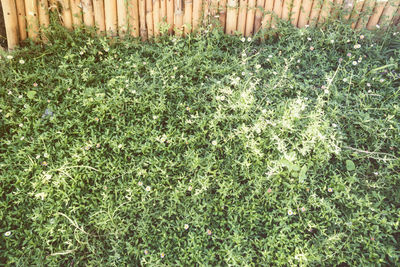 High angle view of grass growing on field