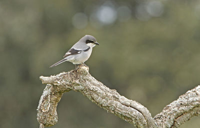 Bird perching on a branch