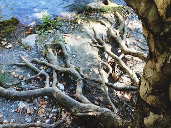 High angle view of roots on tree trunk