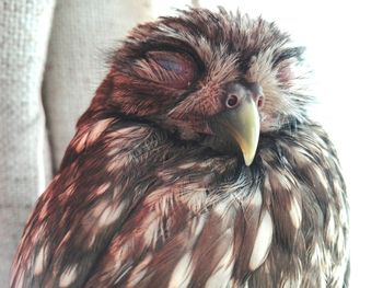 Close-up of owl