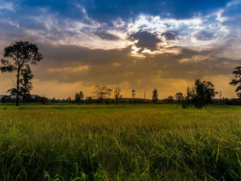 Scenic view of field against sky during sunset