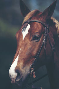 Close-up of horse in ranch