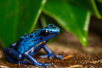 Close-up of frog on land