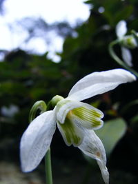 Close-up of flower blooming outdoors