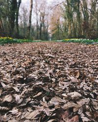 Surface level of dry leaves on field