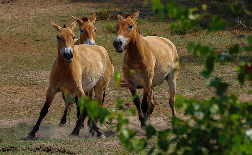 Horses standing in a field