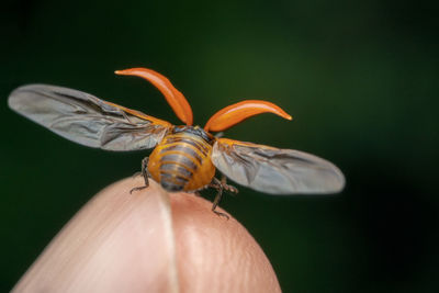 Close-up of butterfly on hand