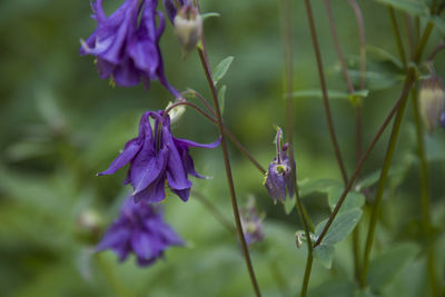 Close-up of purple flowers