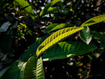 Close-up of lizard on leaf