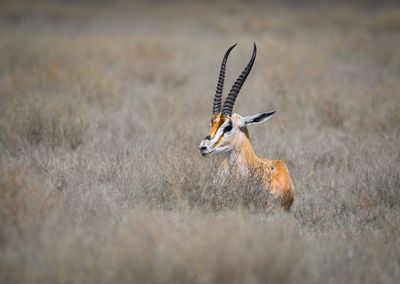 Close-up of deer on field