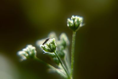 Close-up of green leaf on plant