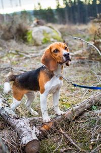 Beagle in the fall. beagle puppy.