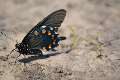 Close-up of butterfly on leaf