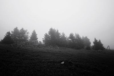 Trees on field against sky