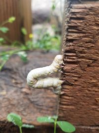 Close-up of rope on wood