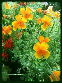 Close-up of yellow flowers