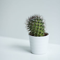 Close-up of cactus plant on table